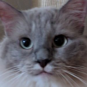 Meet your Posher, Sunny